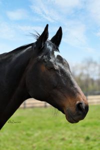 Elle Tempo, eyes closed in sunlight, resting peacefully at Unbridled.