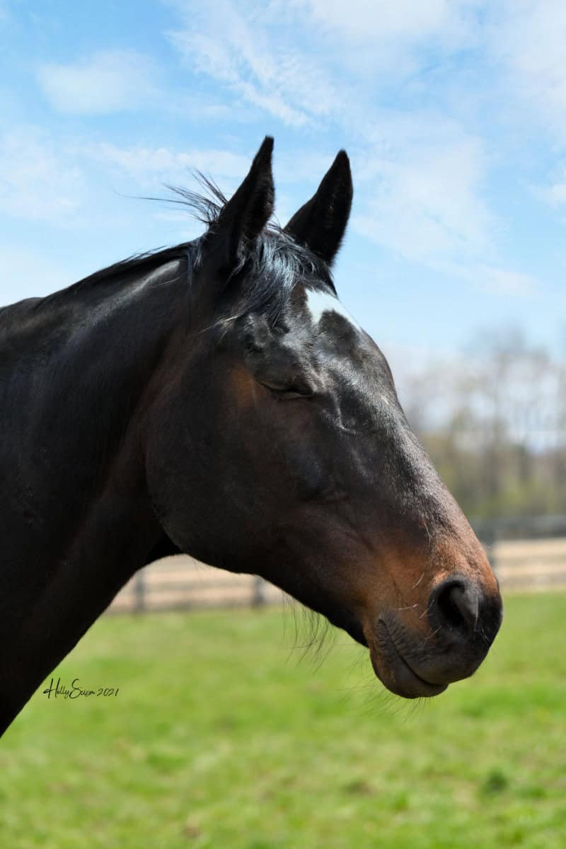 Elle Tempo, eyes closed in sunlight, resting peacefully at Unbridled.