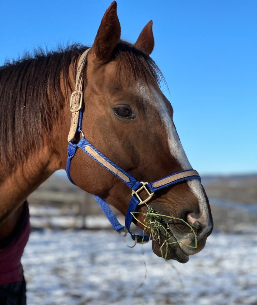 Miss Libby, a Thoroughbred in Sanctuary at Unbridled.