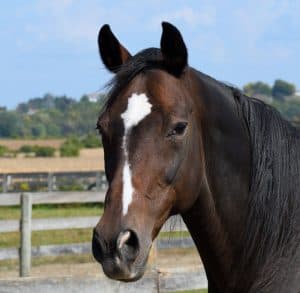 Pleasant Pastures