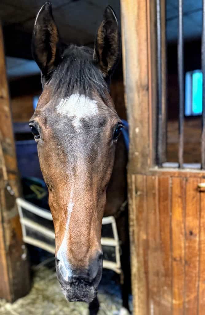 Special Heather, Thoroughbred Mare in Sanctuary at Unbridled.