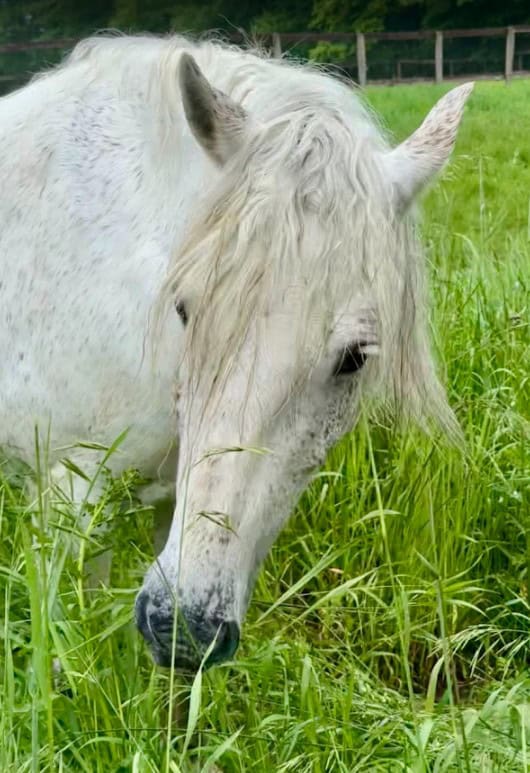 Luna Grass