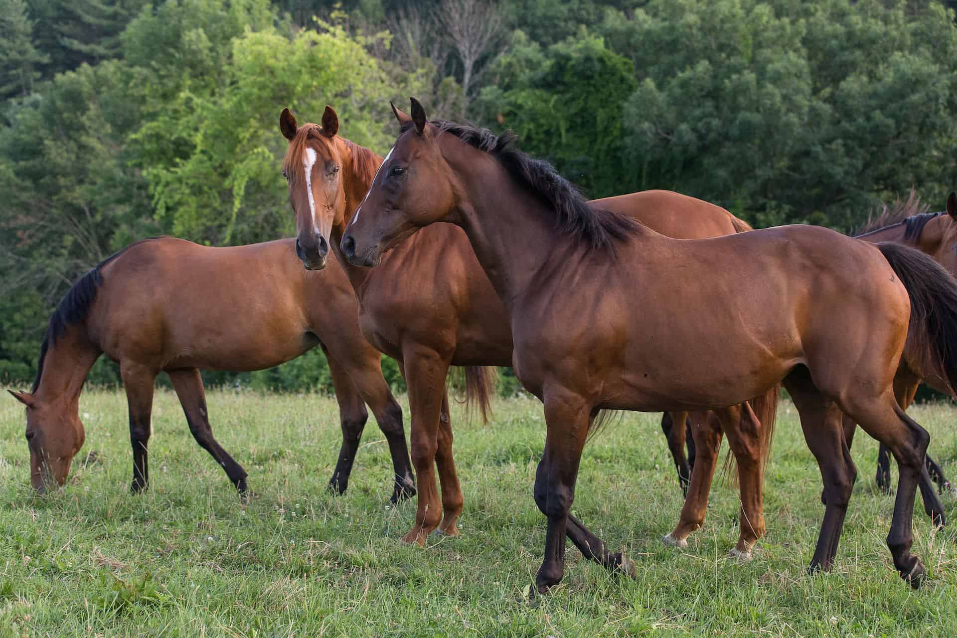 Herd Happenings Background