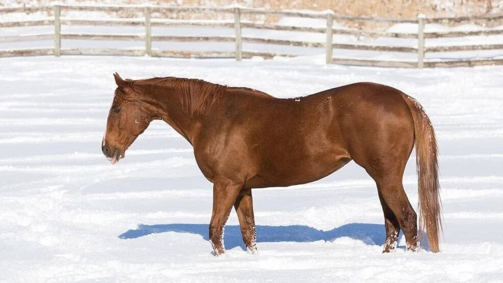 3adc97d7-ef83-4b1c-805f-fec7b8b1aa45-unbridled